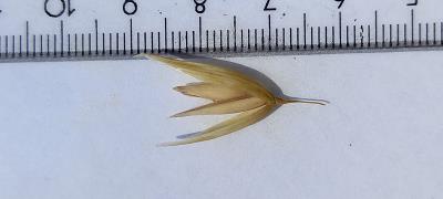 Click for 2 image(s) for this accession. Spikelet